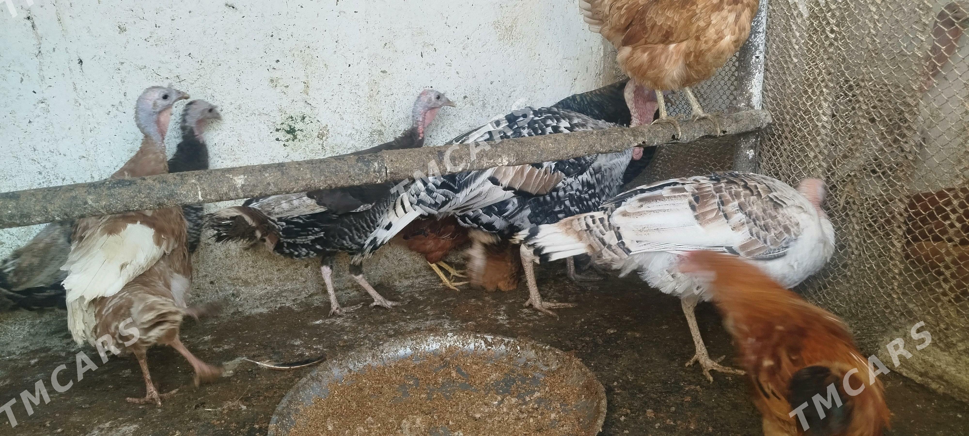 towuklar induklar - Gyzylarbat - img 6