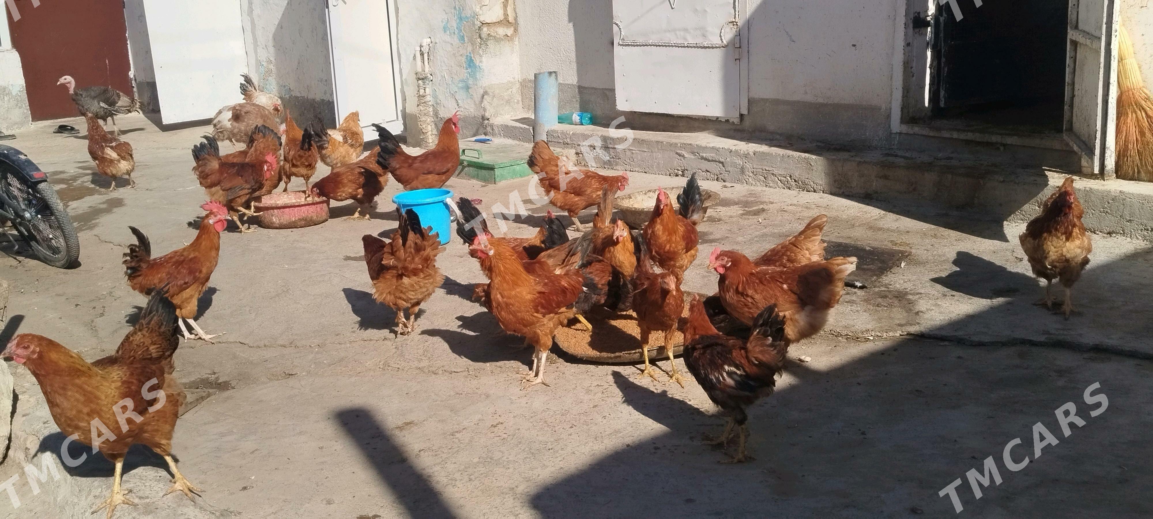 towuklar induklar - Gyzylarbat - img 8