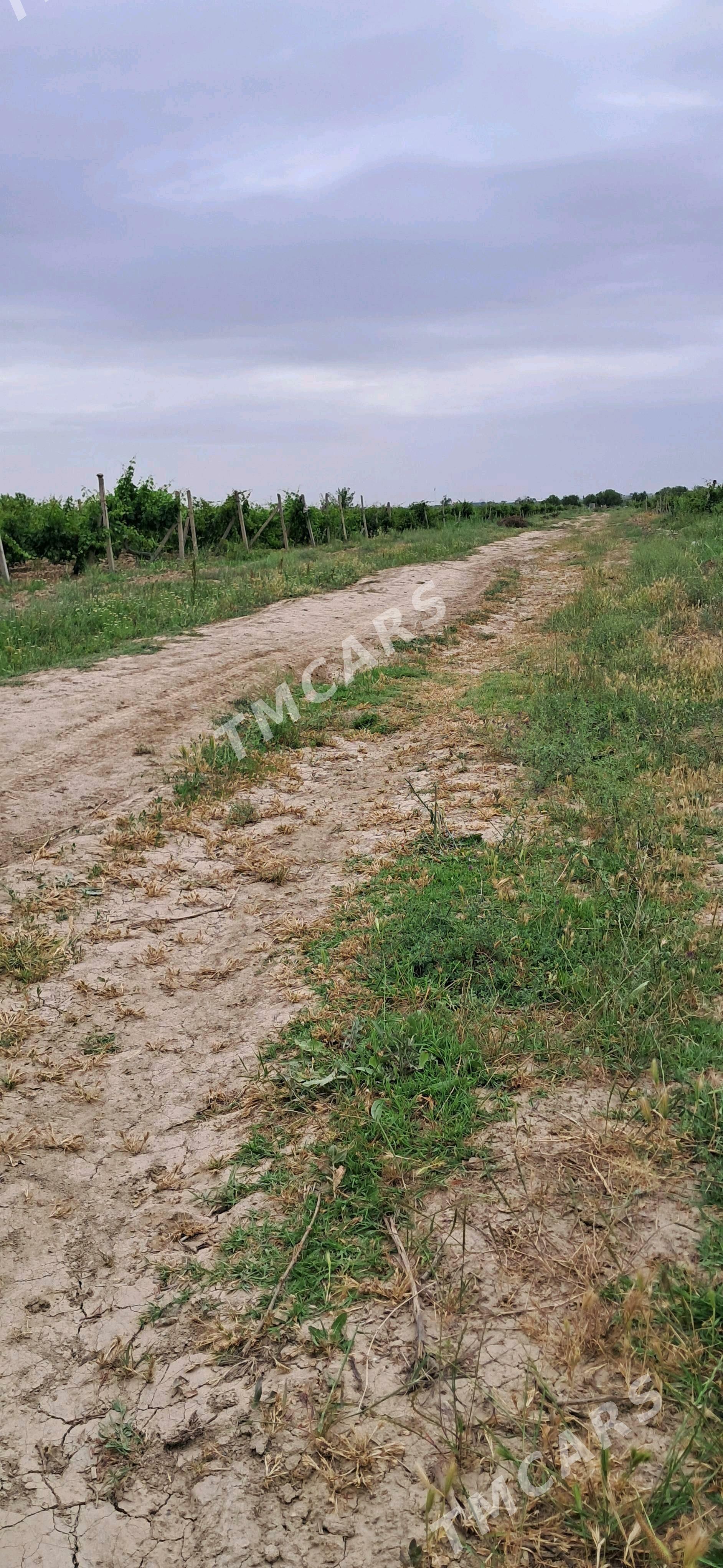 üzüm gektar - Gökdepe - img 2