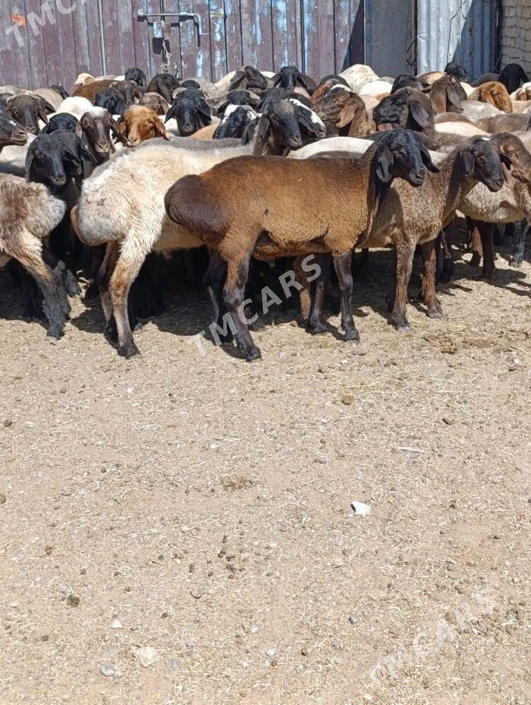 tokly - Çoganly - img 2