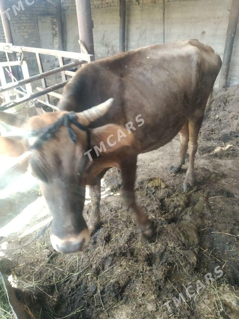 Sygyr şwes - Tejen - img 3