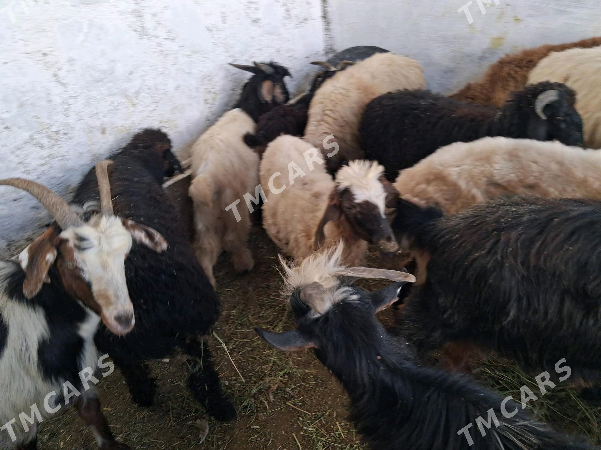 geci cebiş goÿyn tokly işek - Джебел - img 2