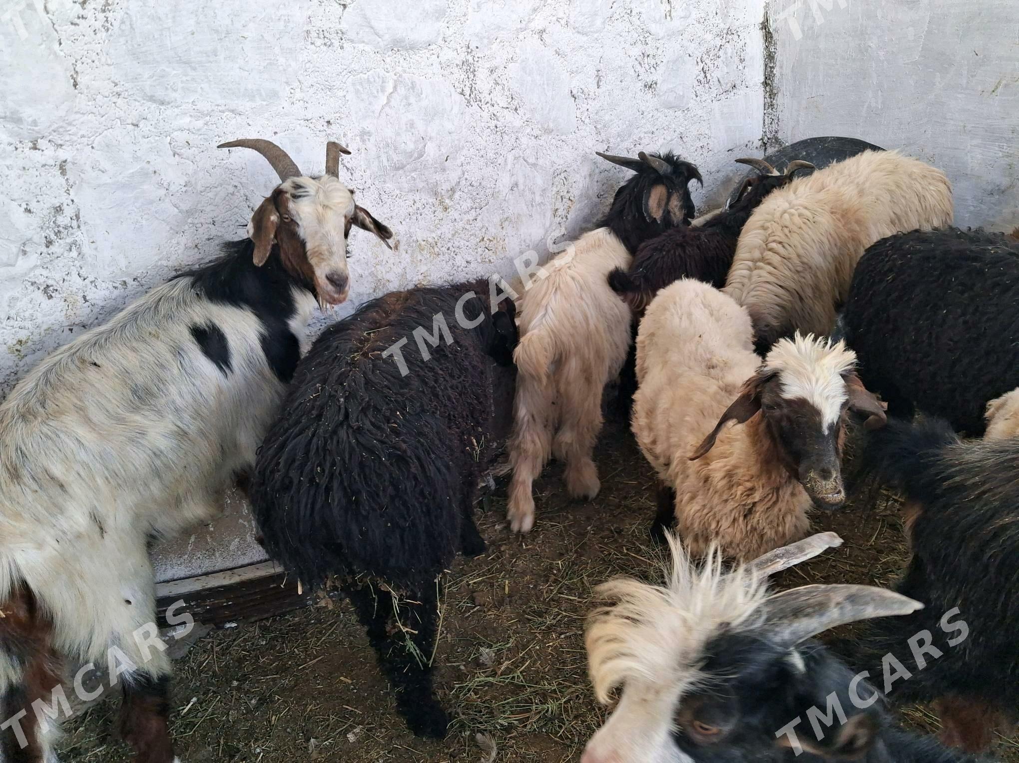 geci cebiş goÿyn tokly işek - Джебел - img 6