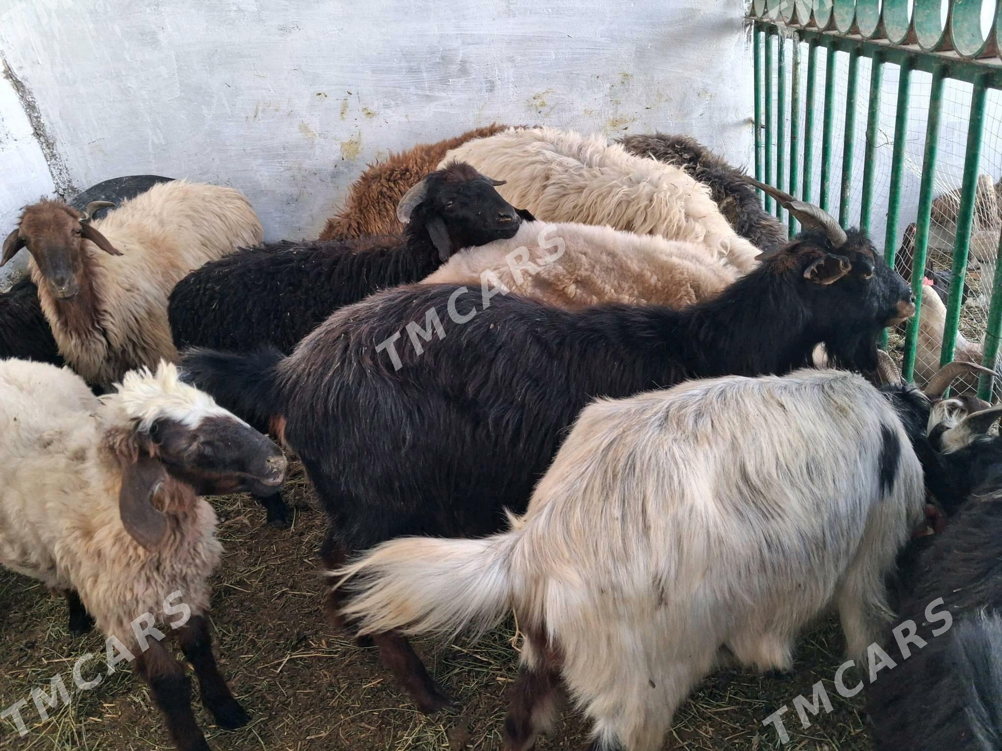 geci cebiş goÿyn tokly işek - Джебел - img 3