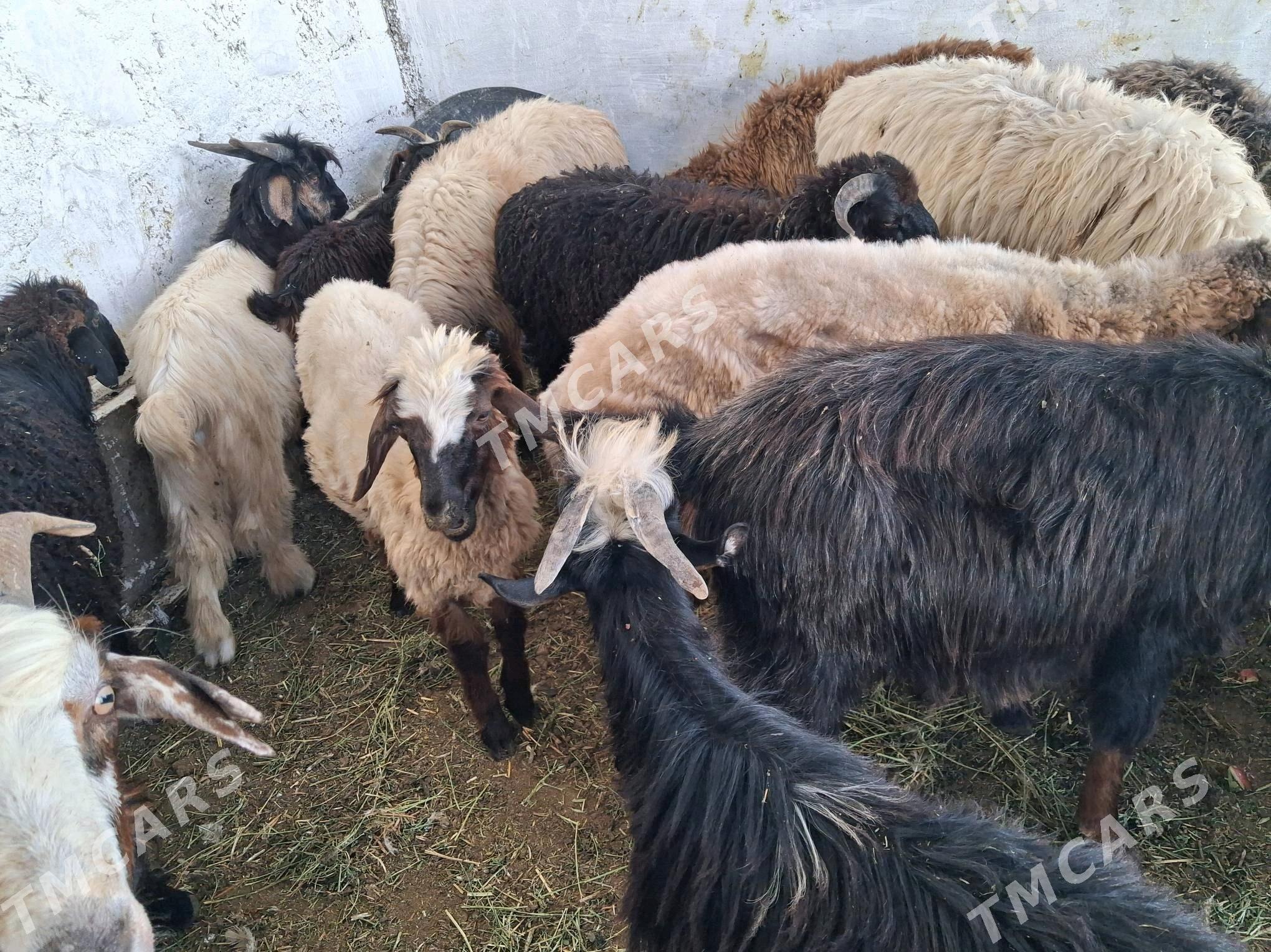 geci cebiş goÿyn tokly işek - Джебел - img 5