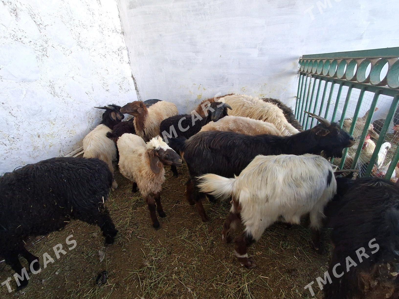 geci cebiş goÿyn tokly işek - Джебел - img 4