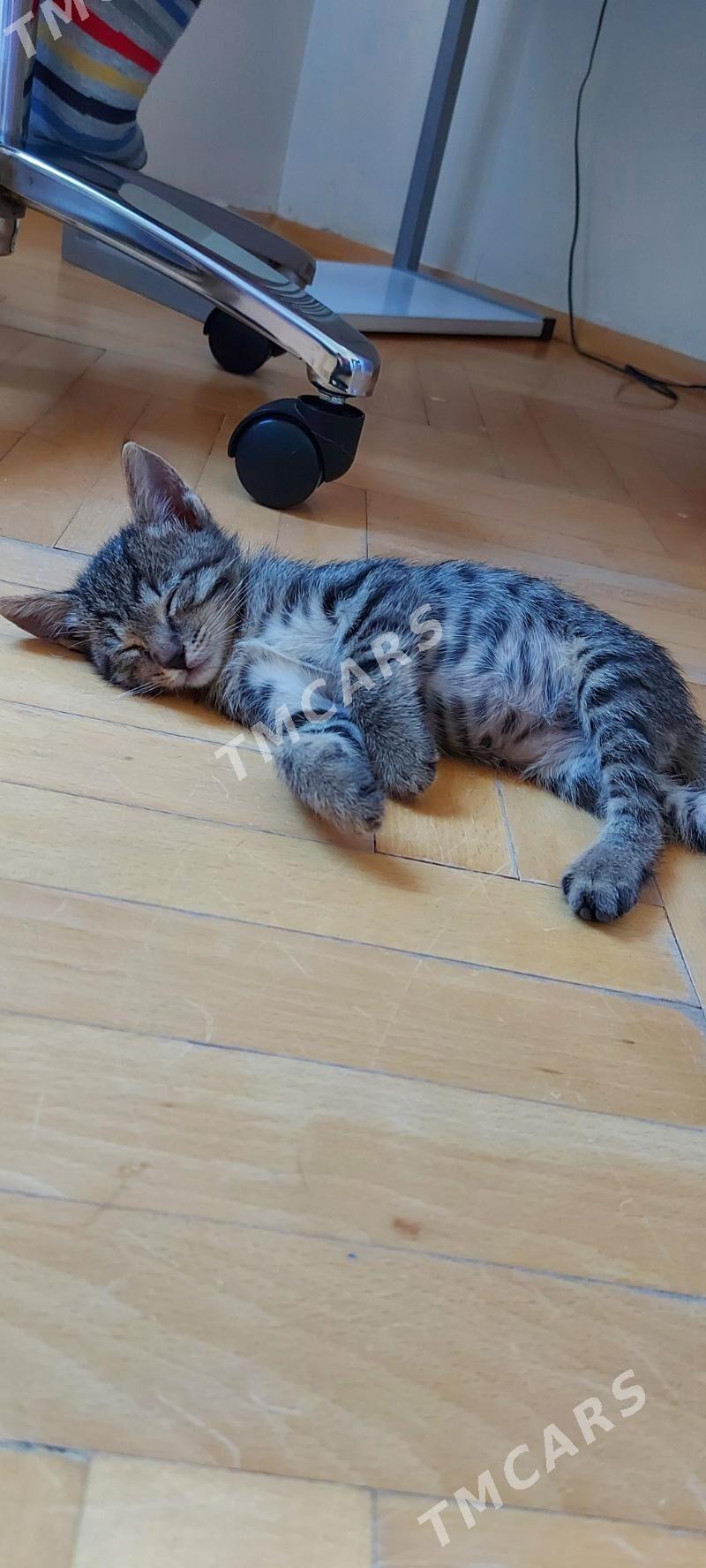 Котенок мальчик - Podwoýski köç. (Bitarap Türkmenistan şaýoly) - img 4