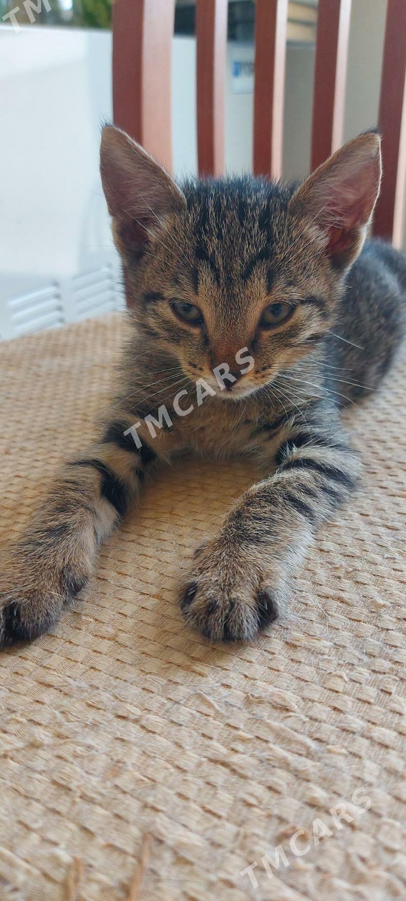 Котенок мальчик - Podwoýski köç. (Bitarap Türkmenistan şaýoly) - img 5