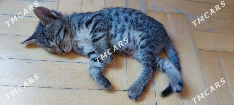 Котенок мальчик - Podwoýski köç. (Bitarap Türkmenistan şaýoly) - img 6