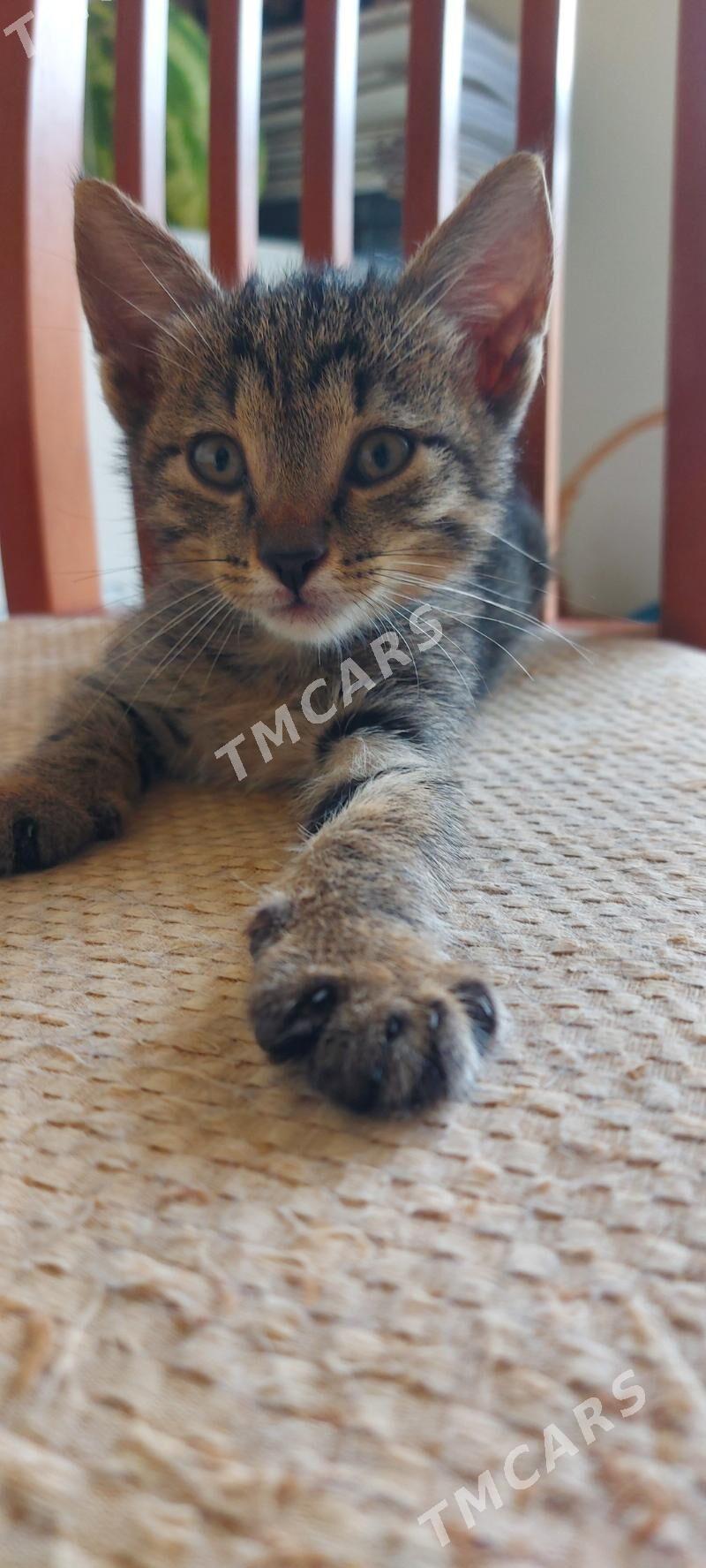 Котенок мальчик - Podwoýski köç. (Bitarap Türkmenistan şaýoly) - img 2