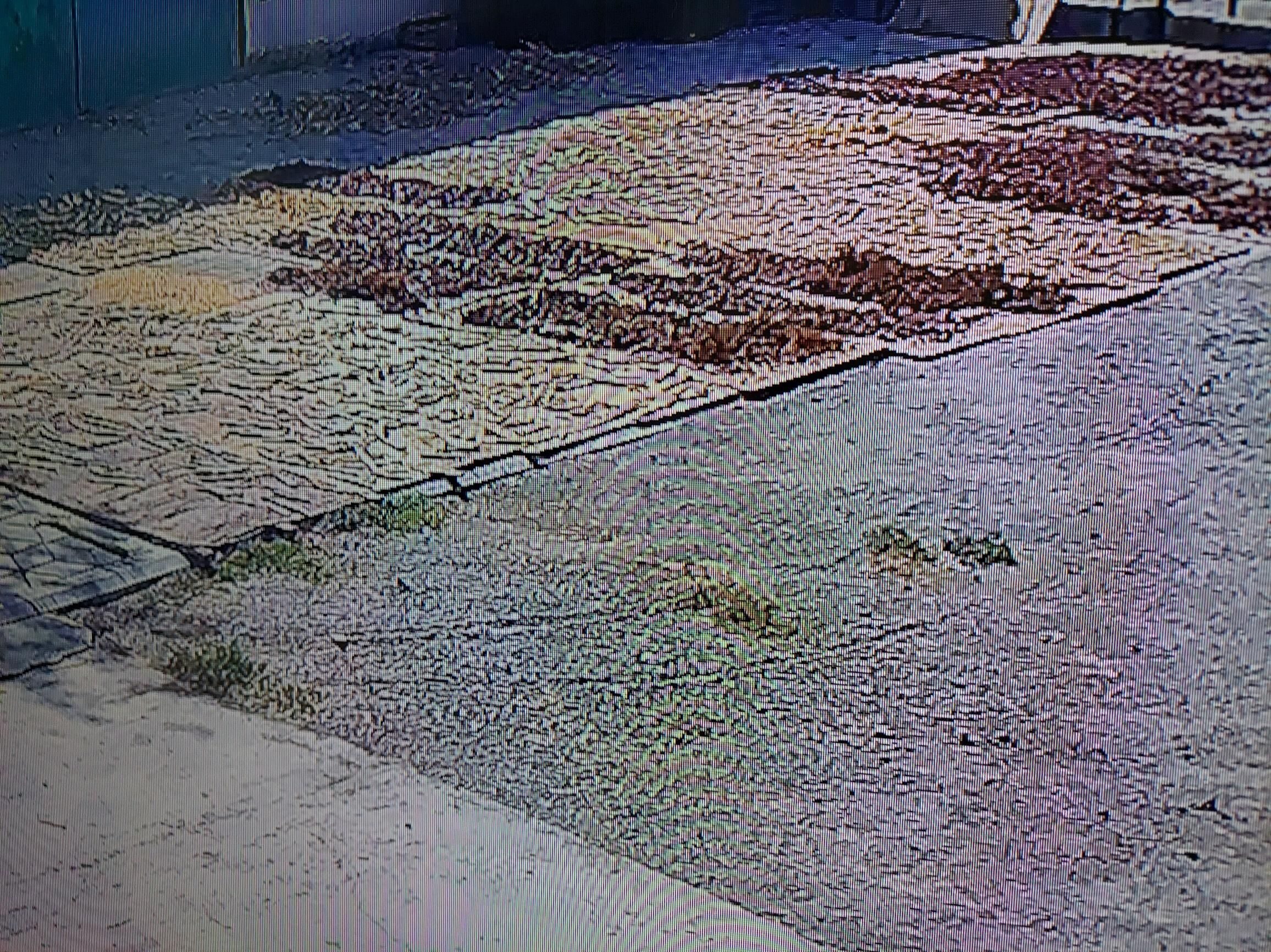 Gawun çigidi we paçagy ü - Gökje - img 2