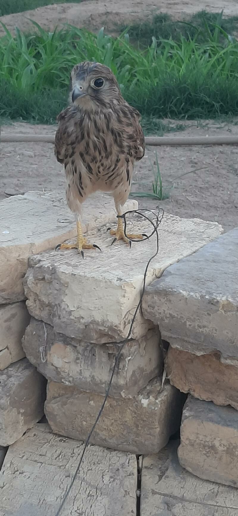 Laçyn guş çagasy - Mary - img 2