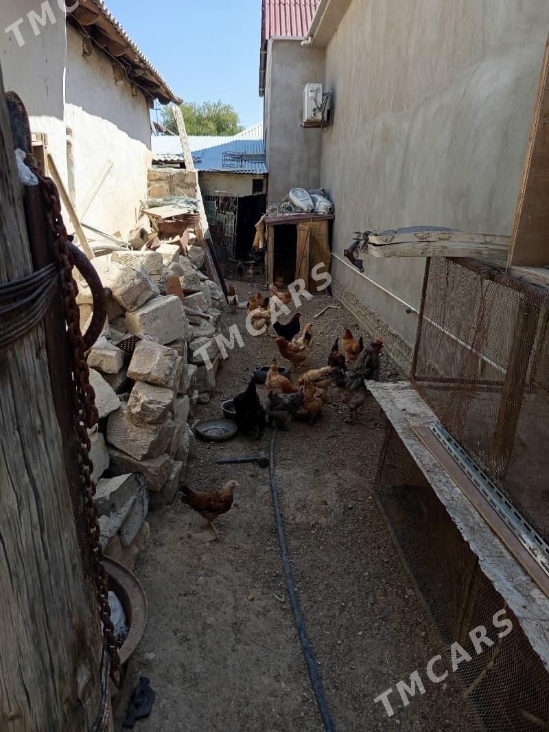 Towuklar - Balkanabat - img 2