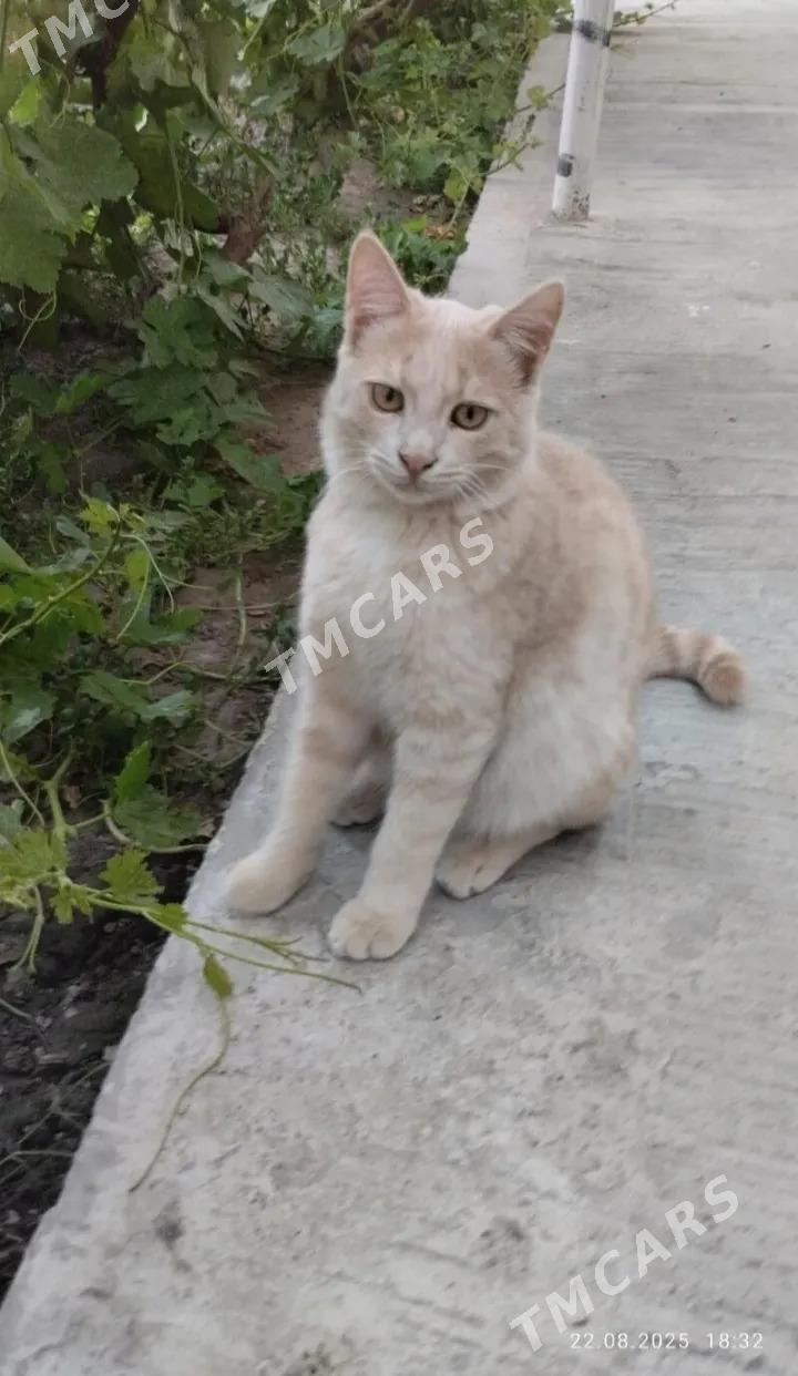 Котята  пишик - Türkmenabat - img 2