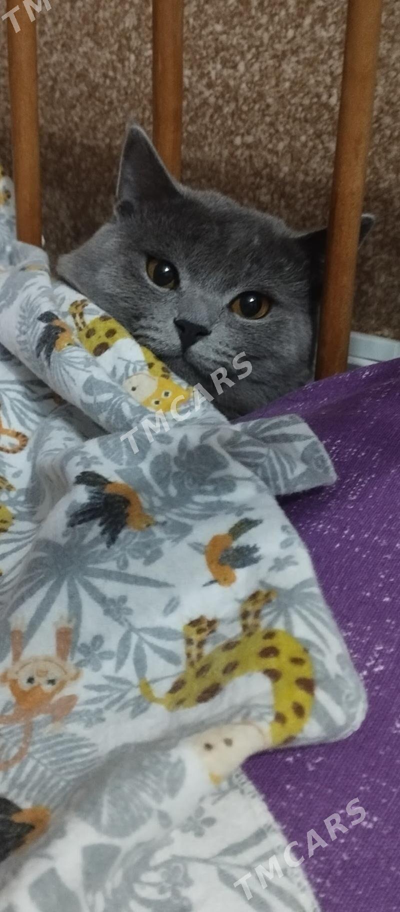 пропал кот - Türkmenabat - img 2