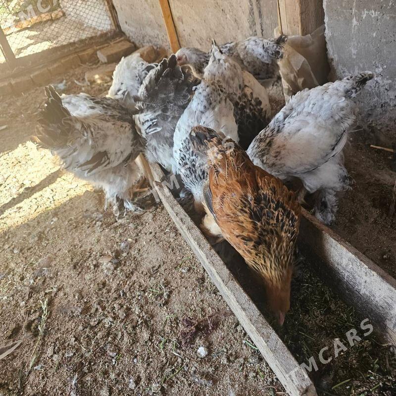 ak cil brama - Türkmenabat - img 2
