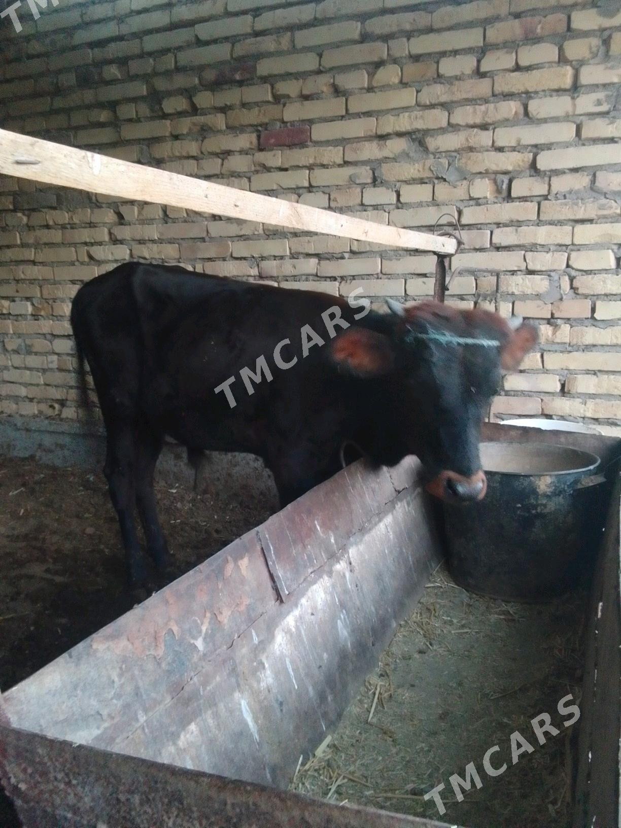 Öküzler - Çärjew - img 3