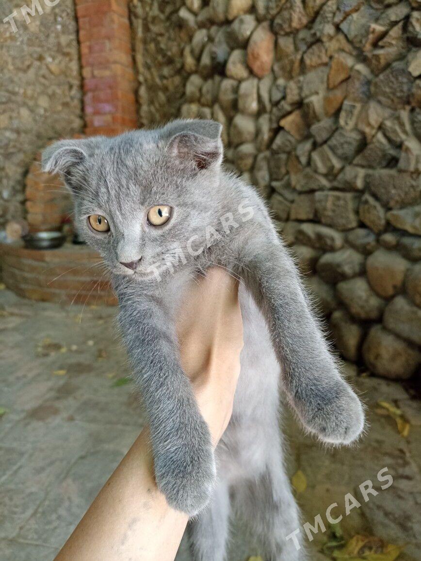 Шотландский вислоухий котёнок - Ашхабад - img 2