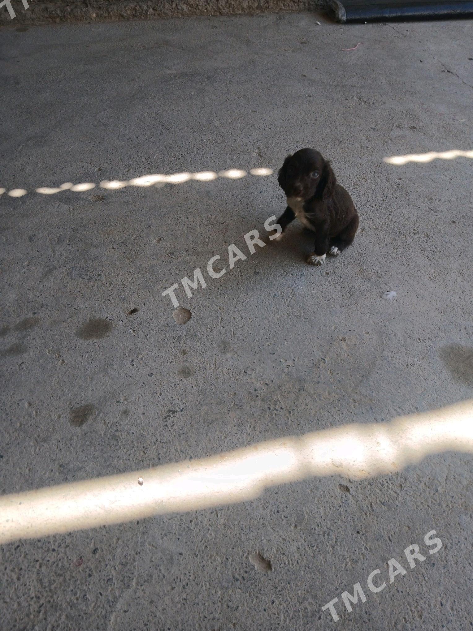 itler - Теджен - img 2