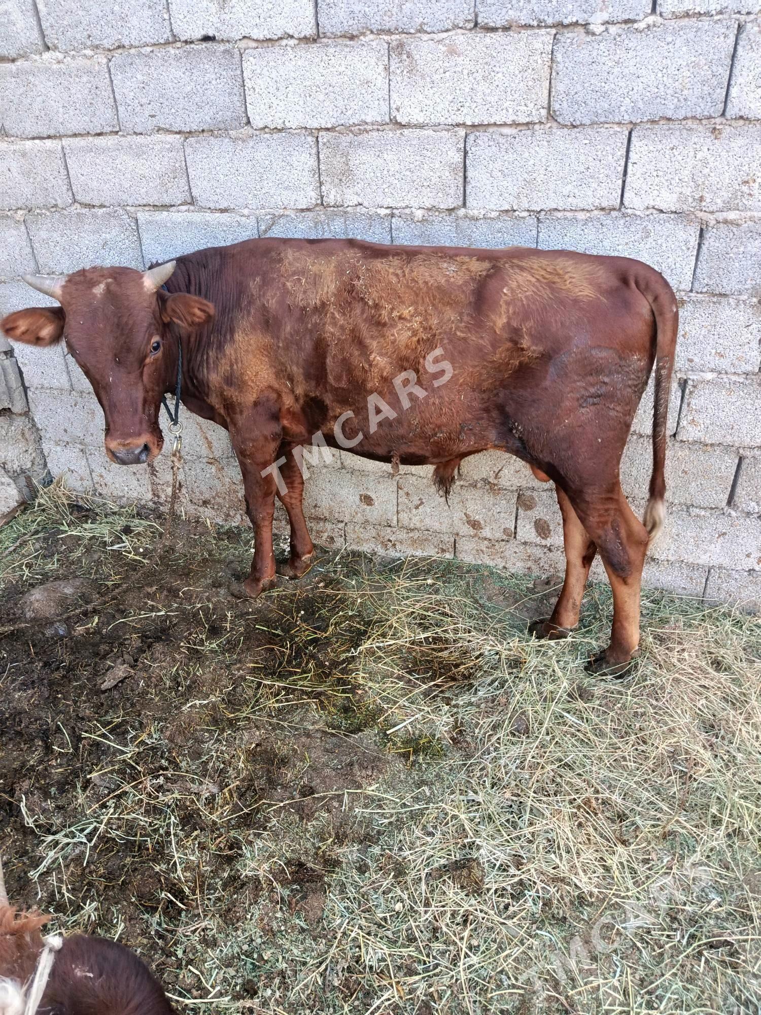 őkűz tűwe - Bedew - img 2
