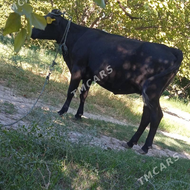 UNAJYN - Çärjew - img 3