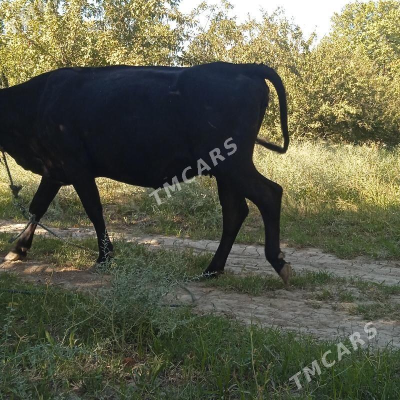 UNAJYN - Çärjew - img 2