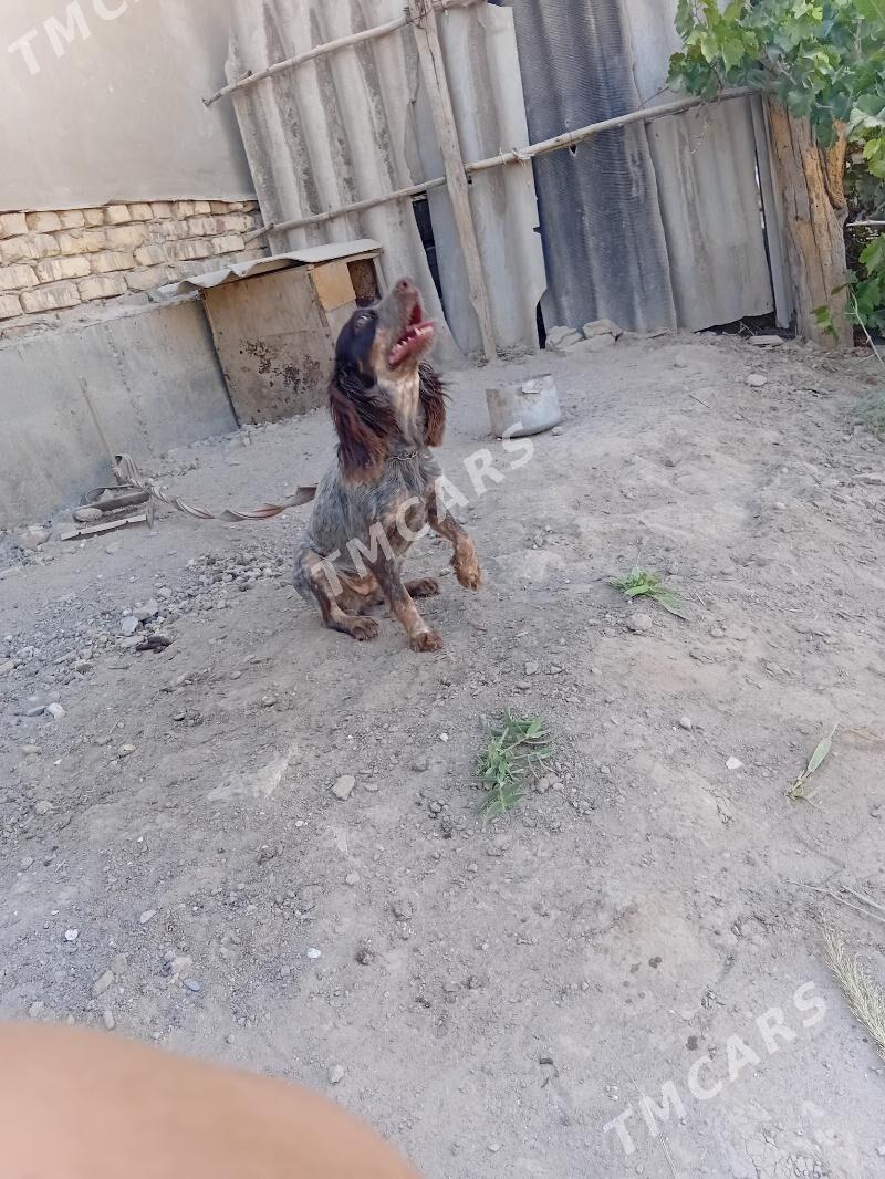 It - Daşoguz - img 2