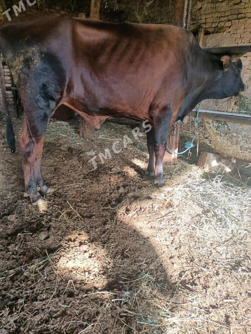 öküzler - Çärjew - img 3