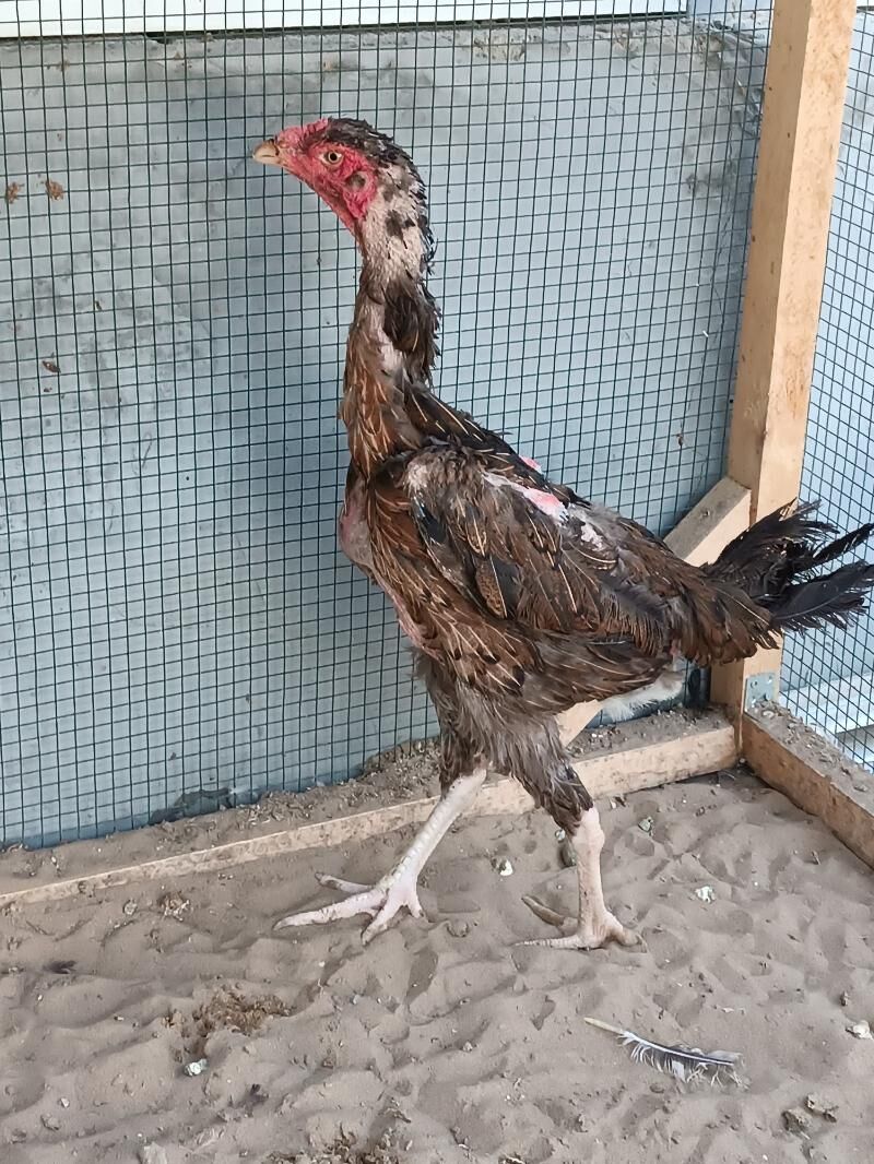 taşkent mäki jemi alty sany. - Чоганлы - img 7