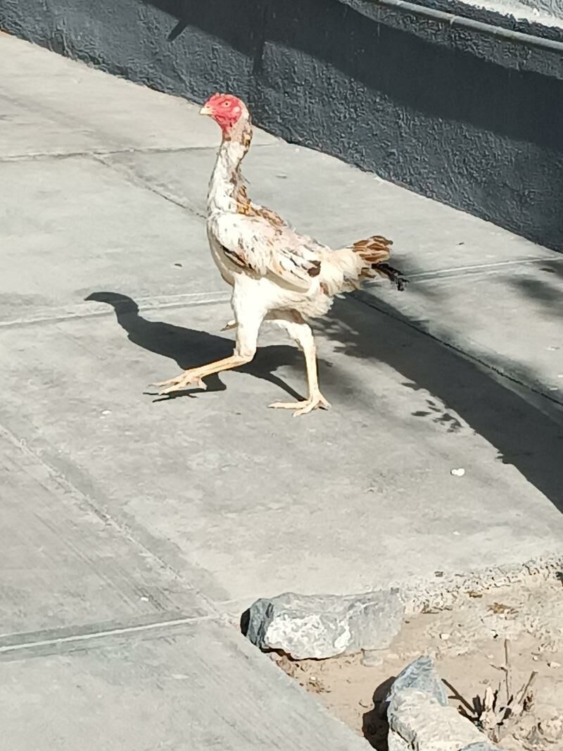 taşkent mäki jemi alty sany. - Чоганлы - img 2