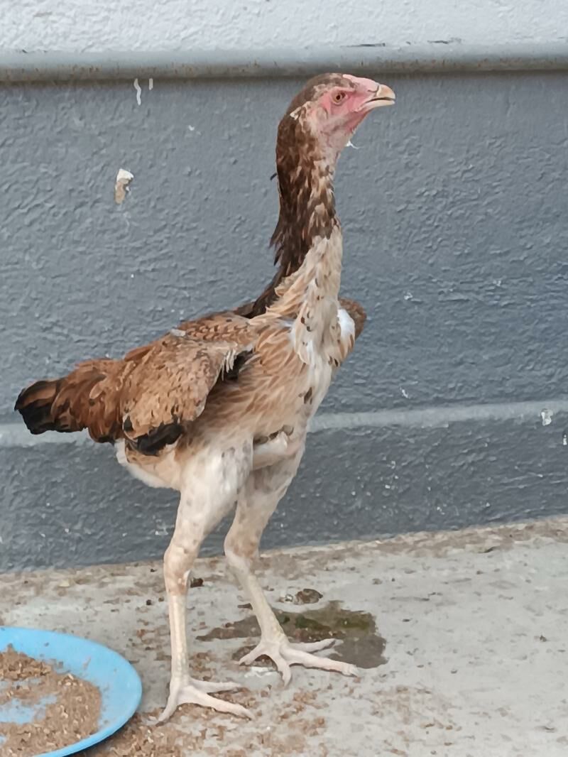 taşkent mäki jemi alty sany. - Чоганлы - img 3