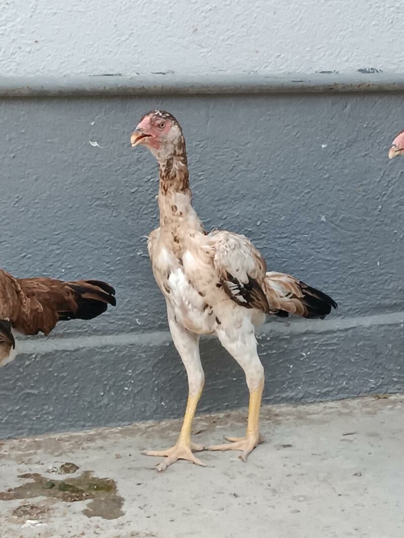 taşkent mäki jemi alty sany. - Чоганлы - img 5