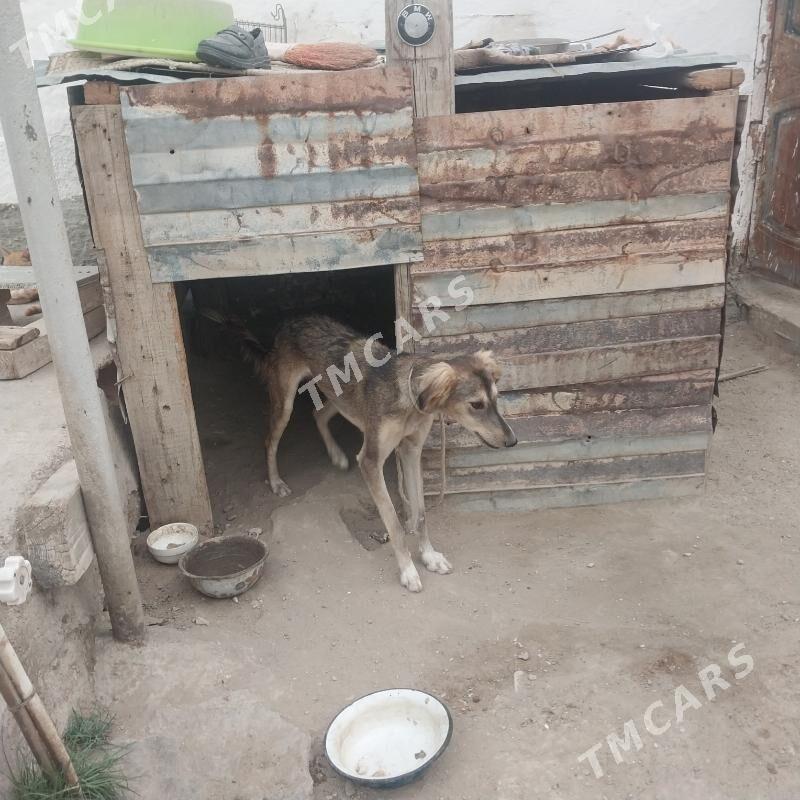 tazy - Balkanabat - img 2