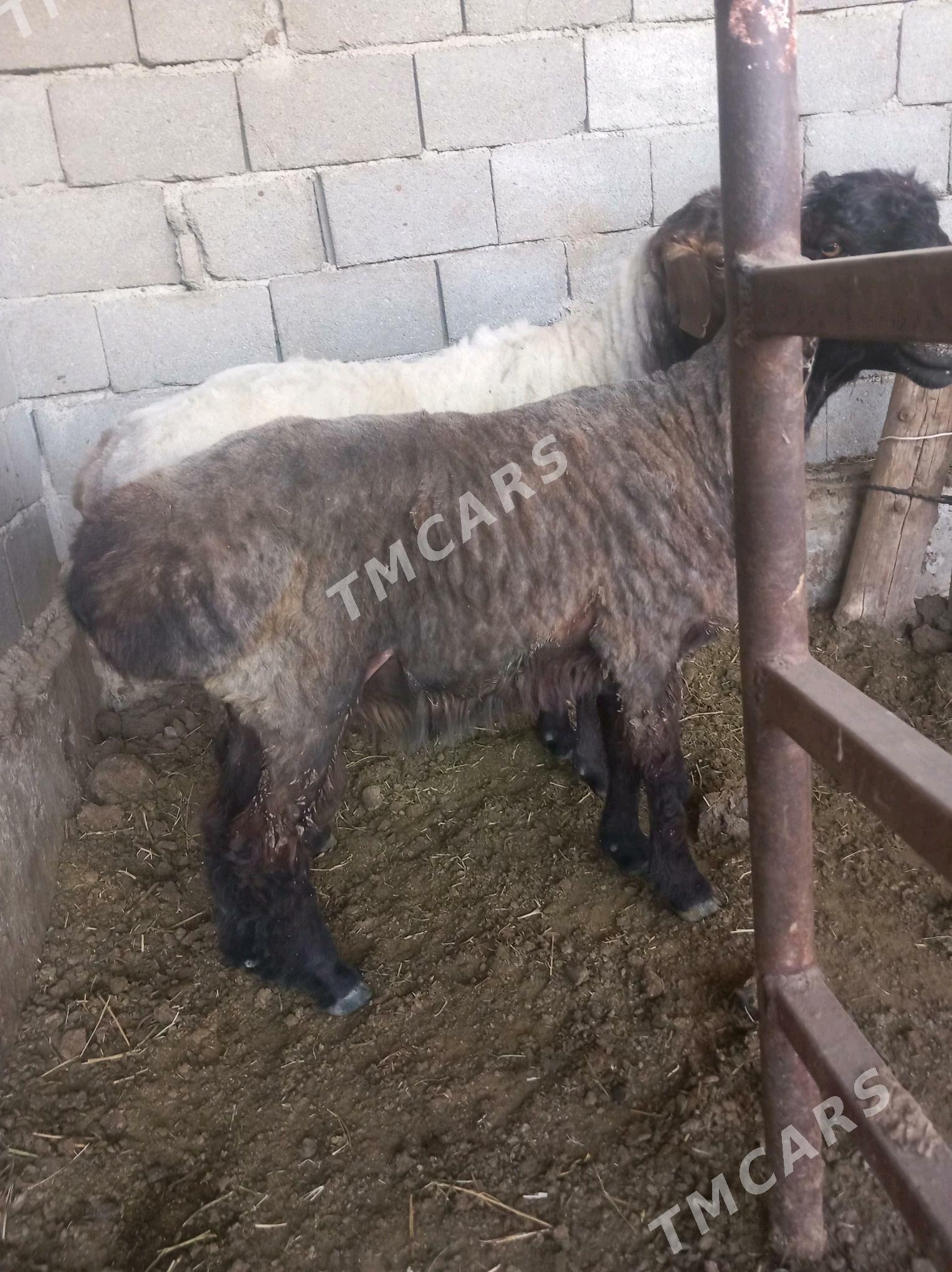 2 SANY GOÇ - Бахарден - img 2