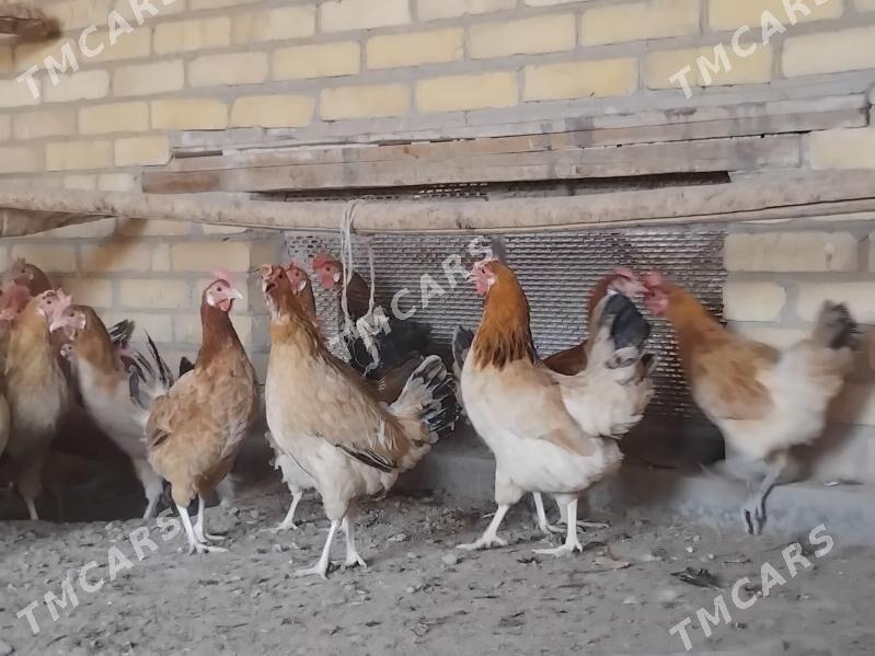towuklar - Sakar - img 6