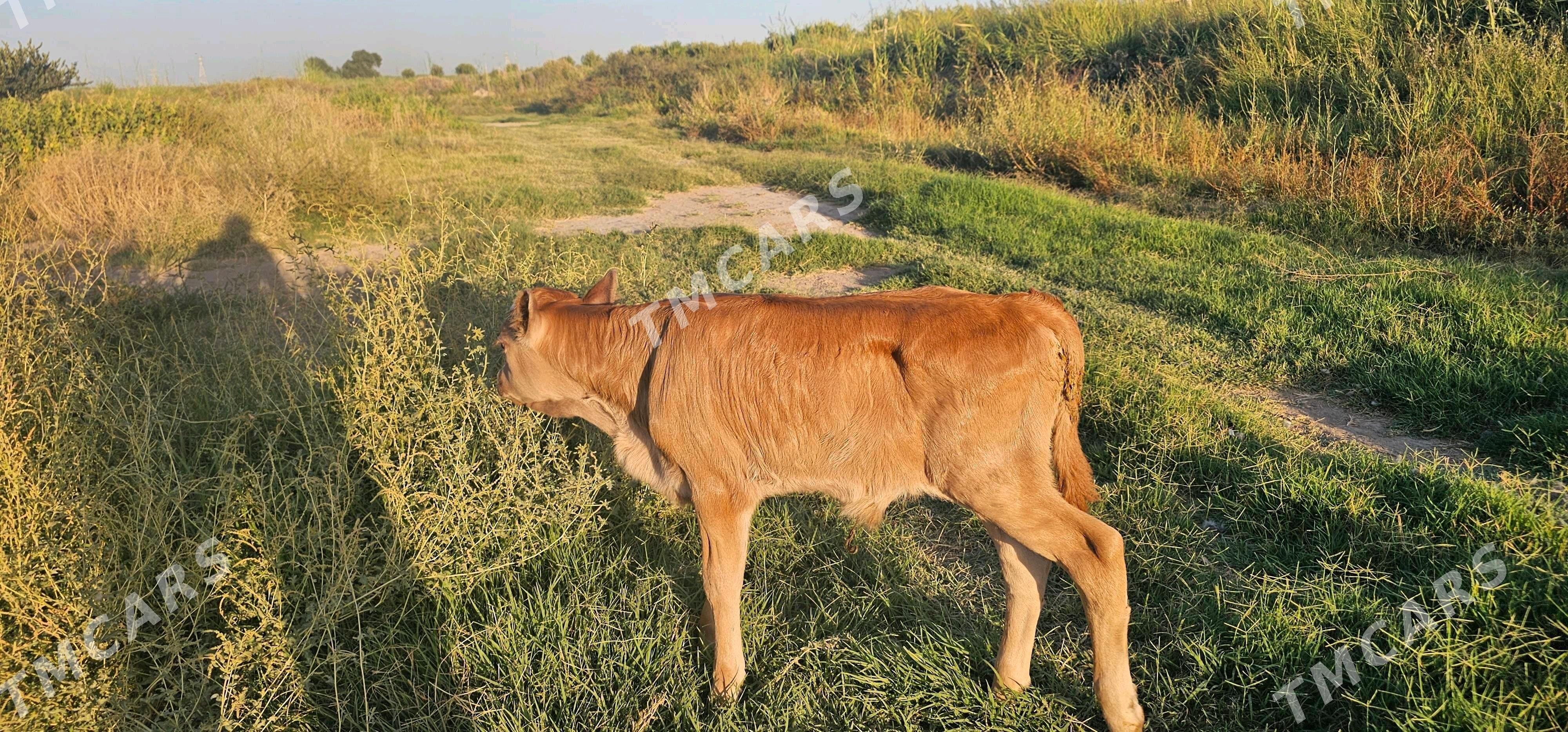 sygyr gölesi bilen - Büzmeýin - img 2
