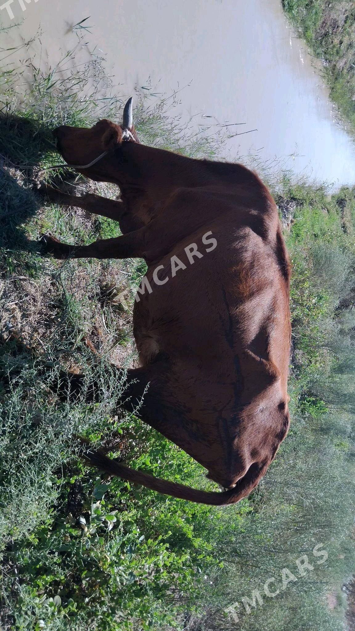 gysyr gacar birguzzan - Türkmenbaşy etr. - img 2