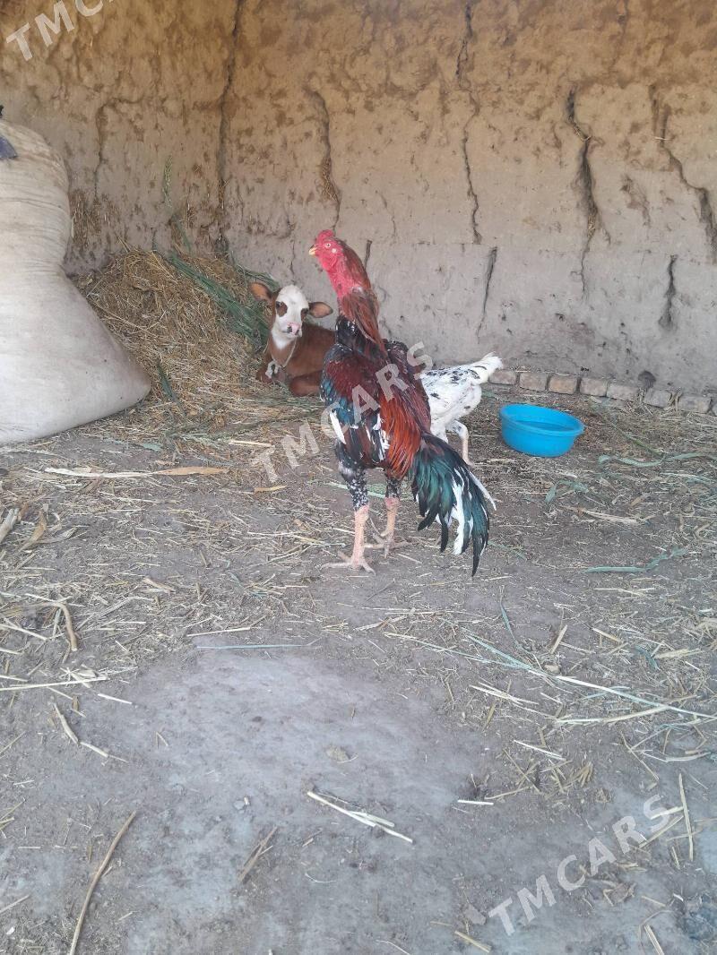 Taskent - Akdepe - img 2