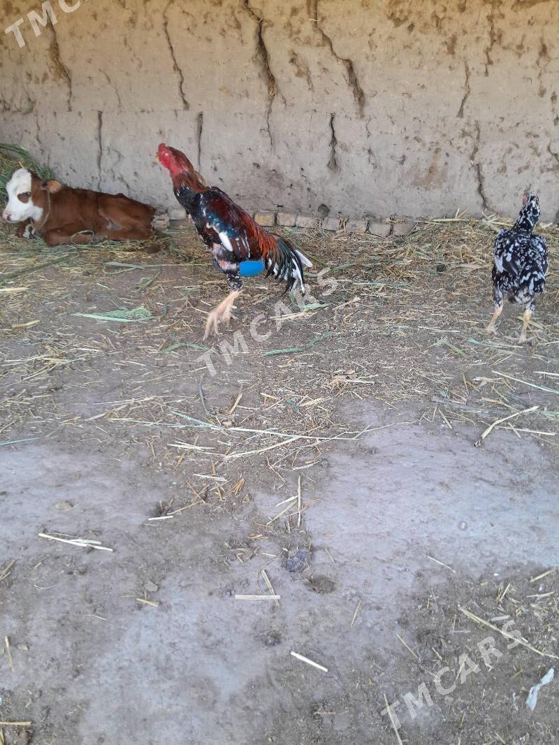 Taskent - Akdepe - img 3
