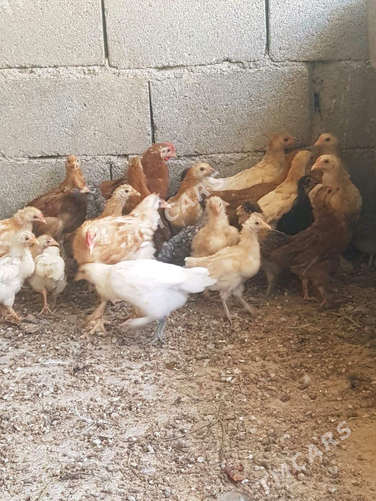 juyje - Garadamak Şor - img 2