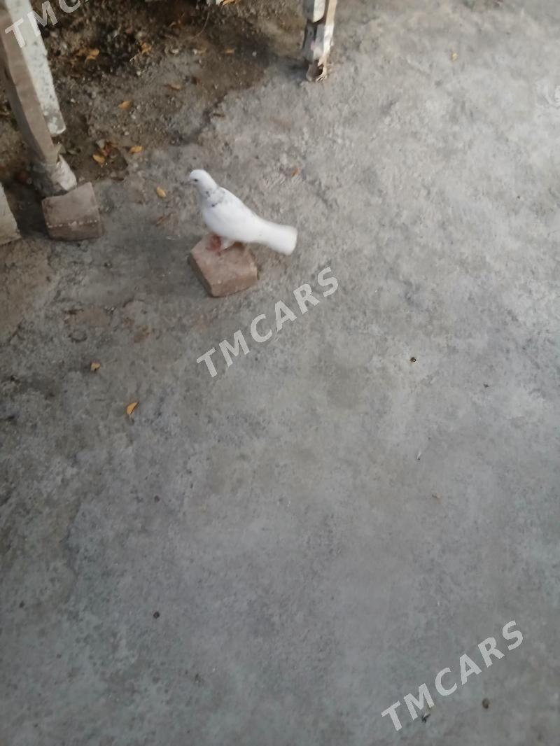 kepderi - Aşgabat - img 3