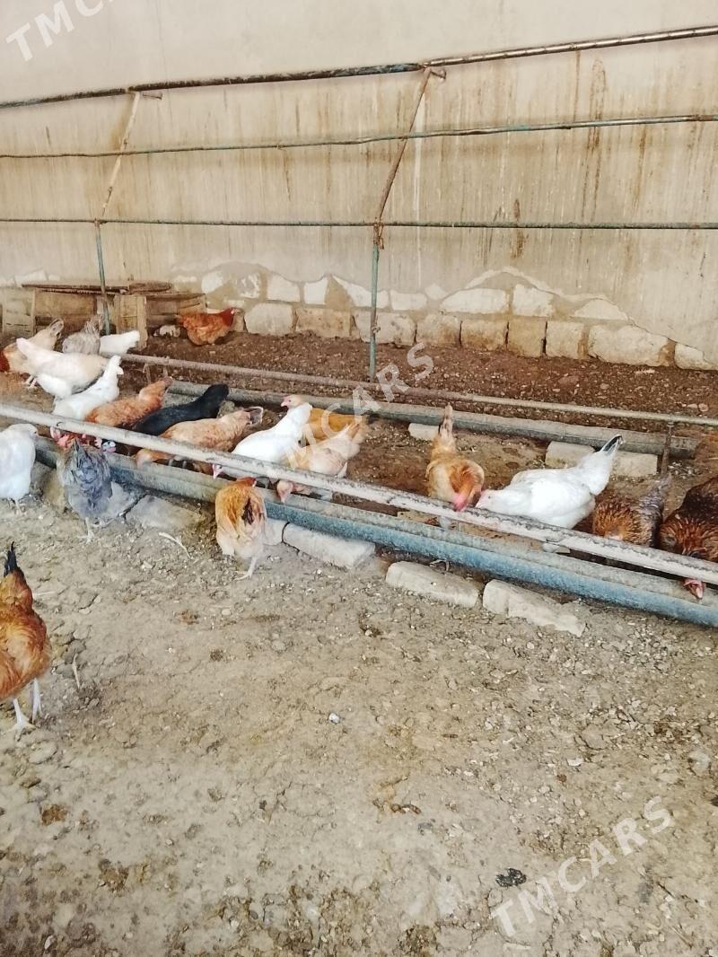 towuklar - Gyzylarbat - img 2