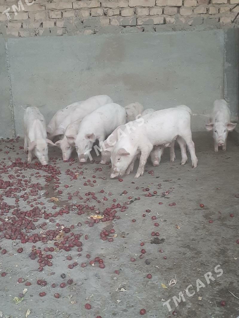 Donuz - Farap - img 1