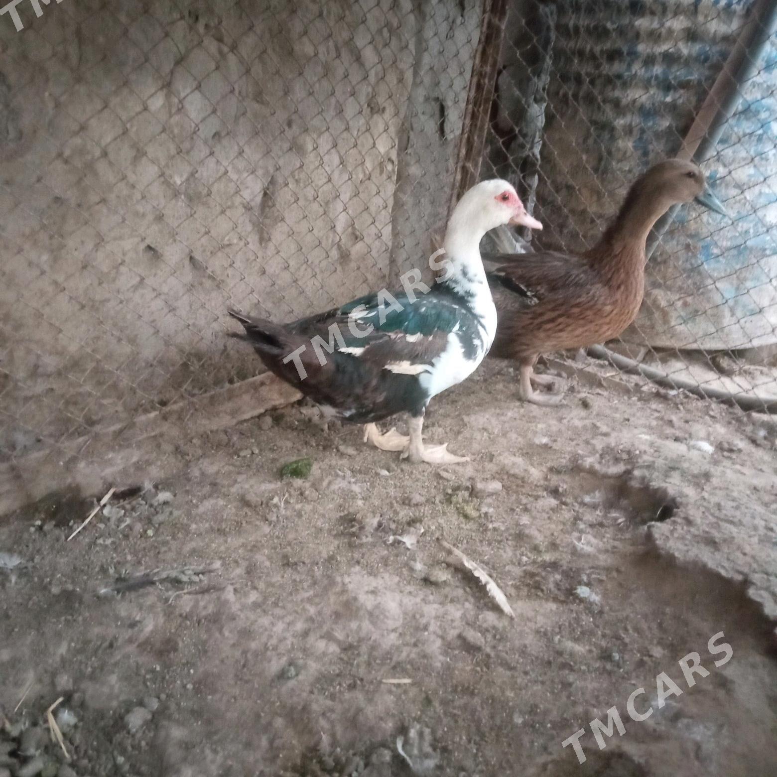 Ordek - Türkmenabat - img 3