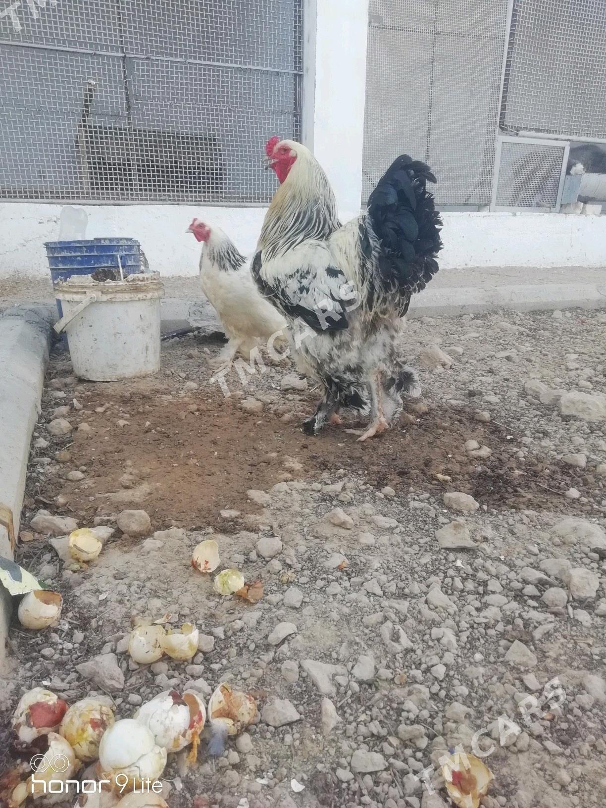 Brama - Balkanabat - img 2