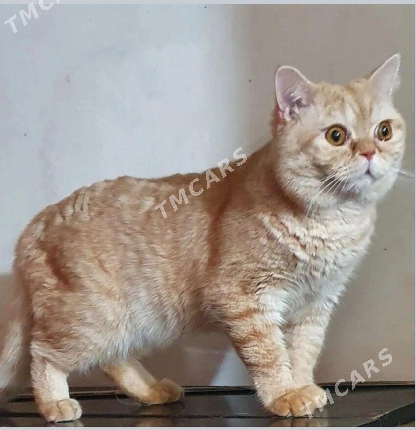 Котики красивые - Aşgabat - img 3