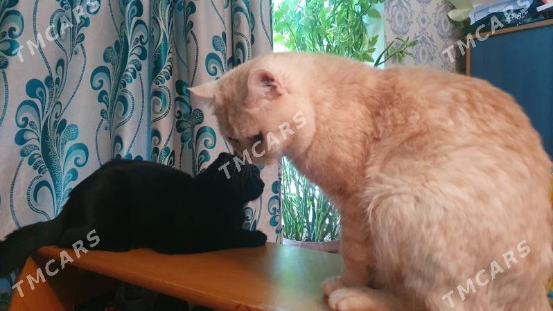 Котики красивые - Aşgabat - img 5