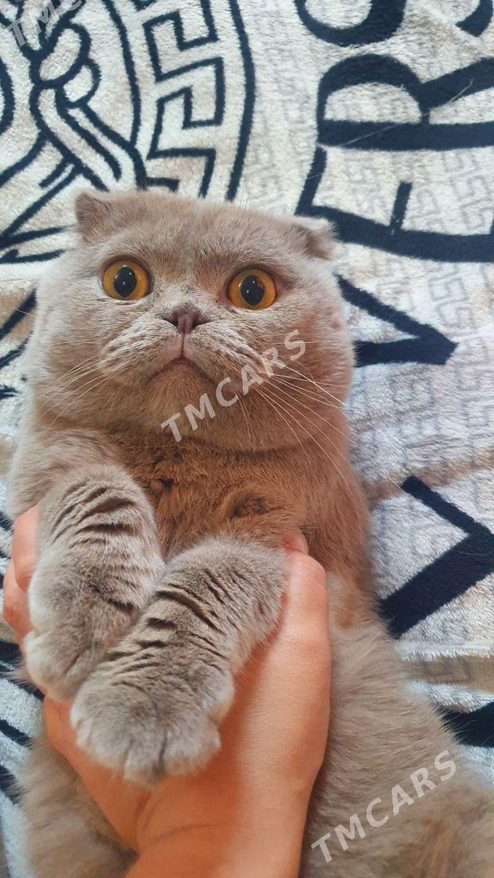Котики красивые - Aşgabat - img 4