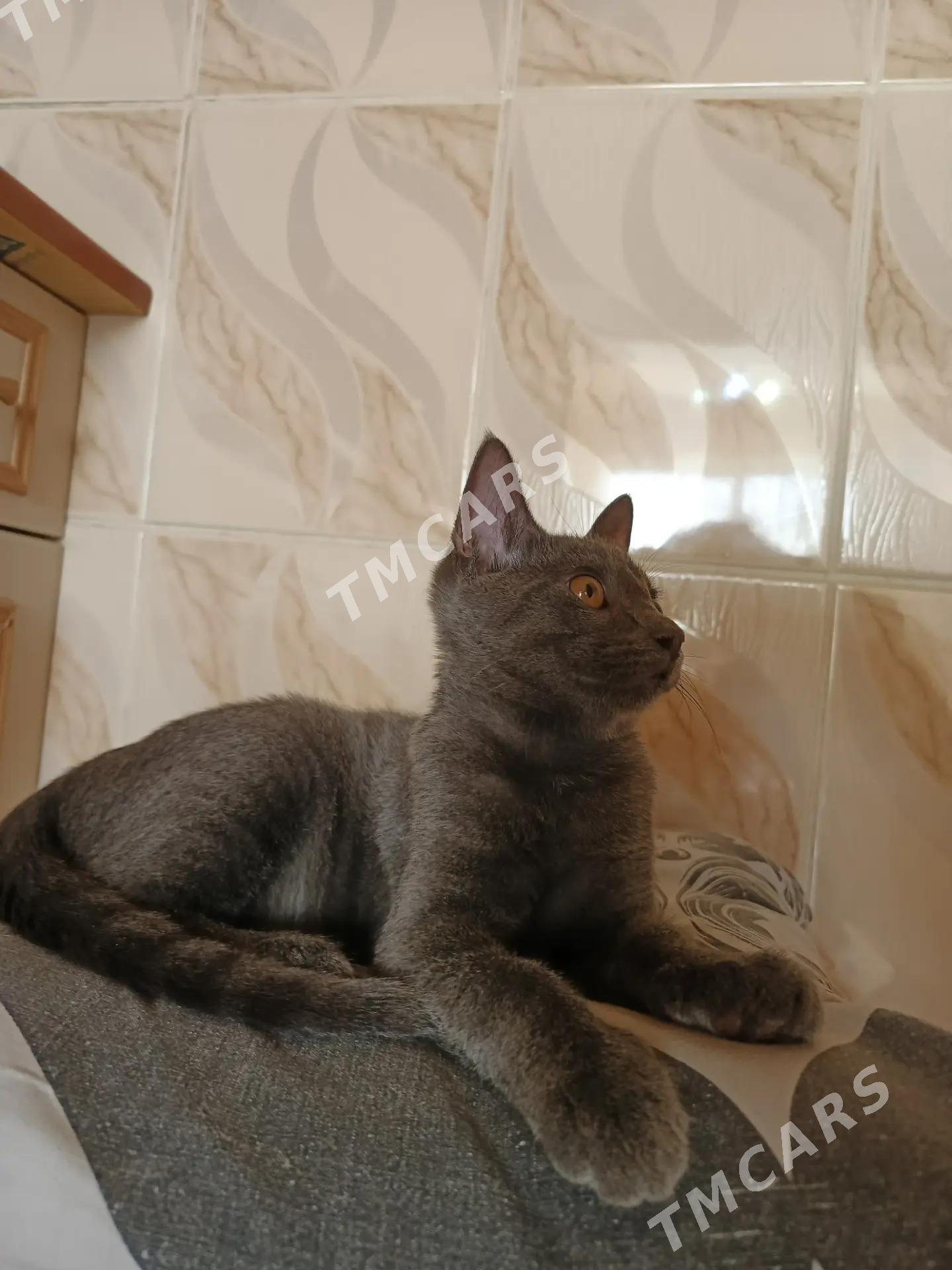 кот - Ашхабад - img 2
