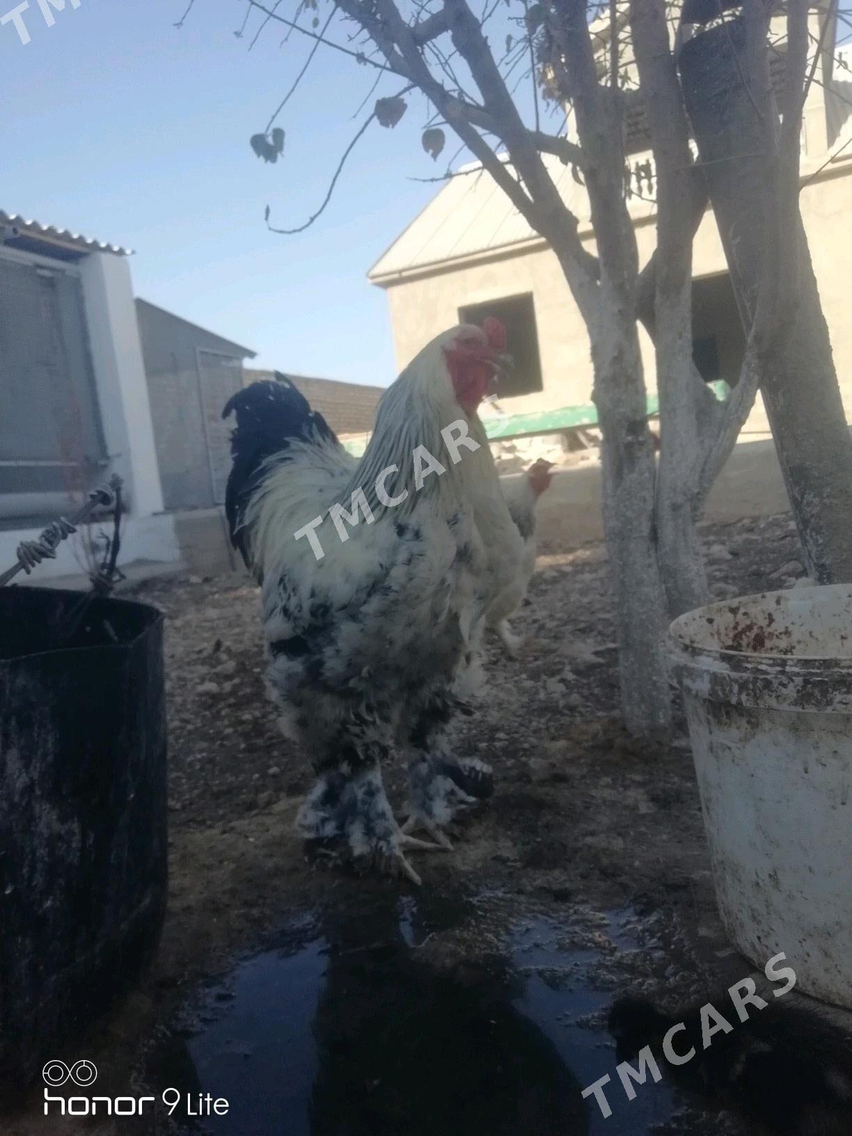 Brama - Balkanabat - img 3
